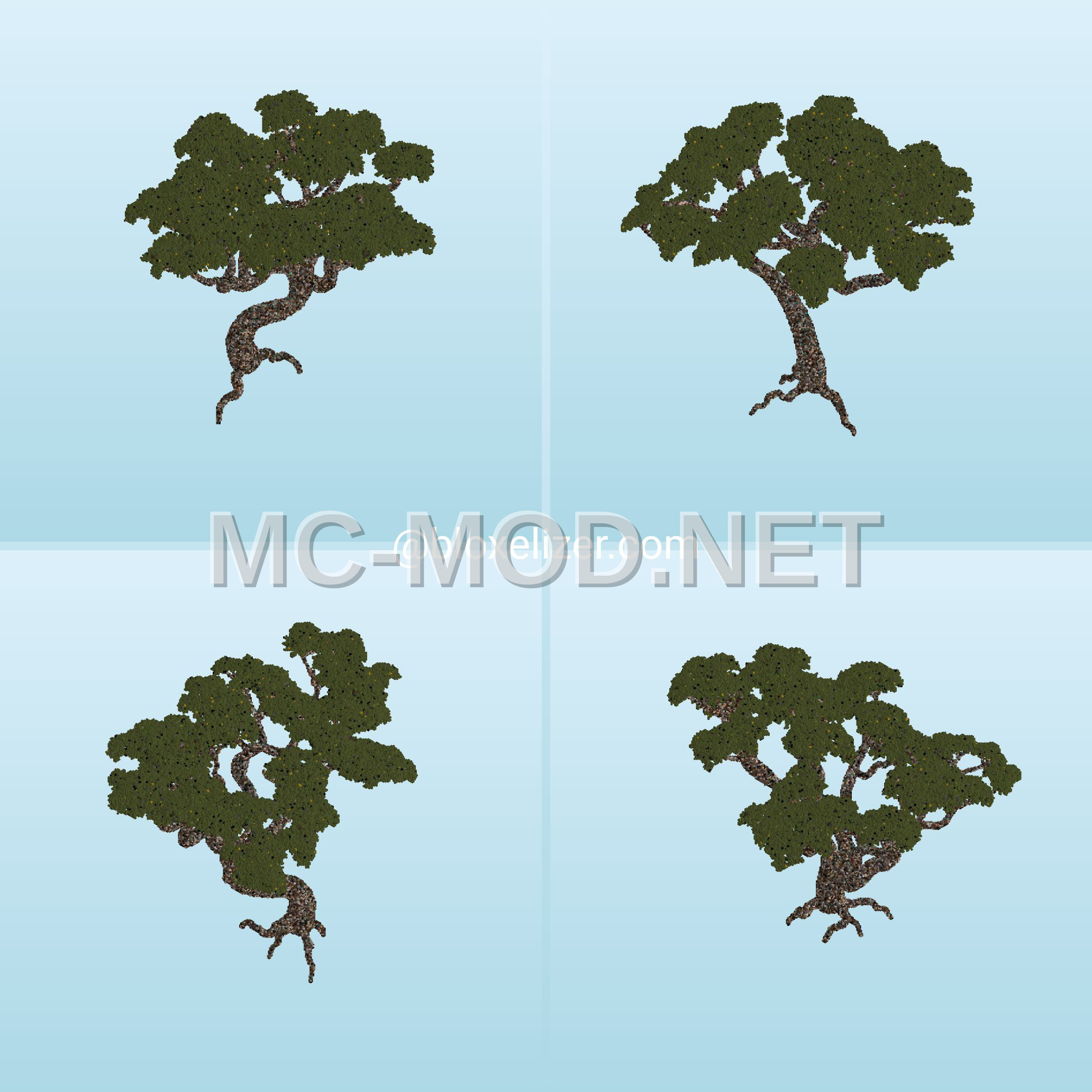 Ancient Forest Trees
