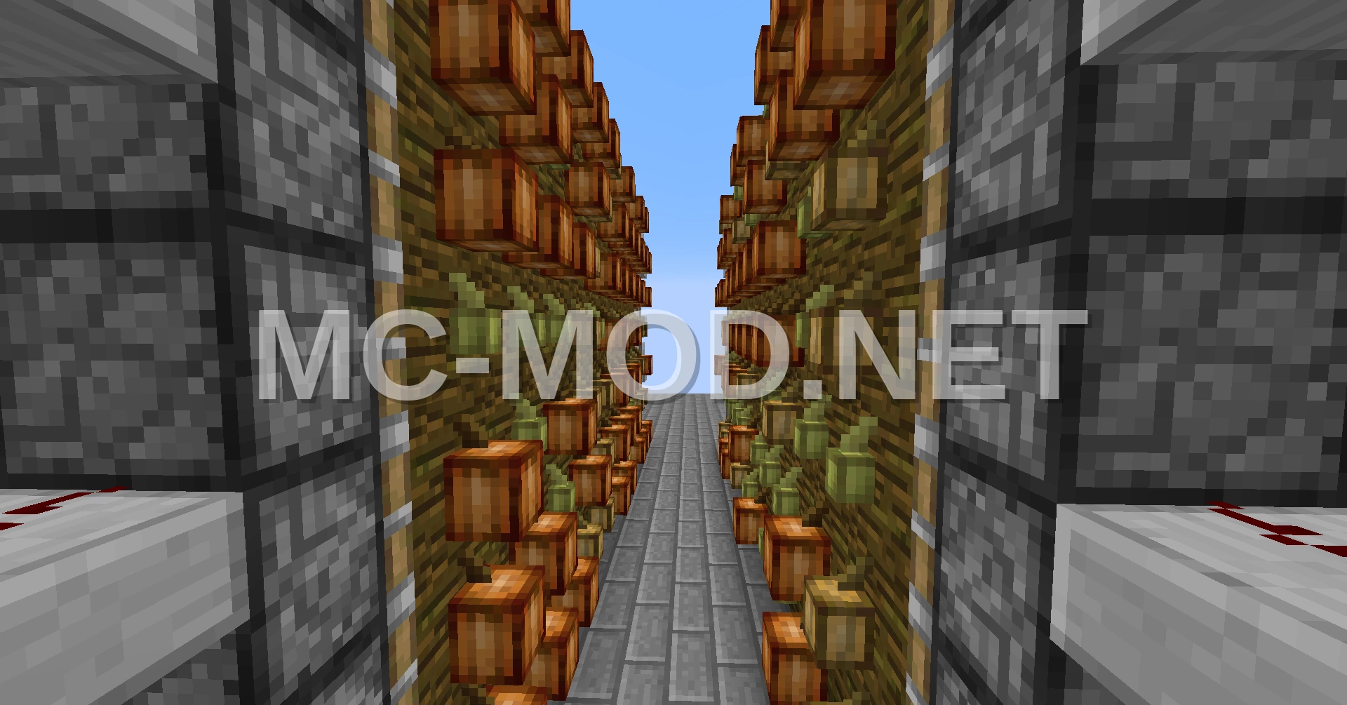Efficient Cocoa Bean Farm