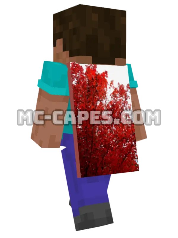 Autumn Maple Leaves